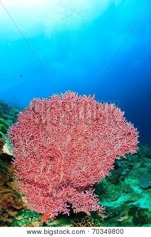 Pink Soft Corals