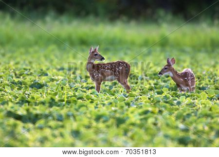 Whitetailed Deer Fawns