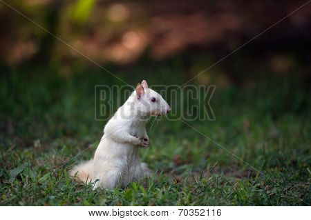White Squirrel In The Grass