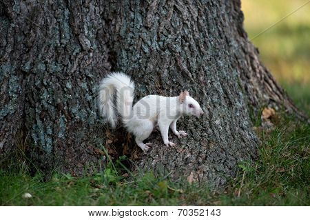 White Squirrel On A Tree