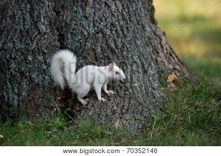 White Squirrel On A Tree
