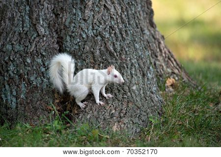 White Squirrel On A Tree