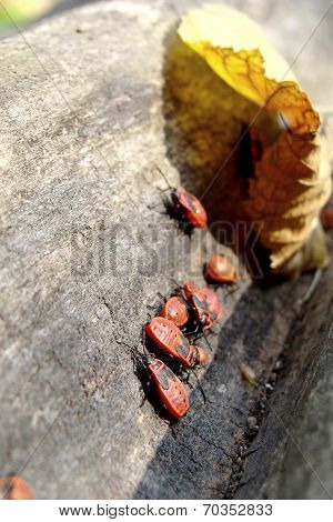 Bugs on a tree