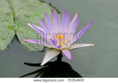 Single lotus