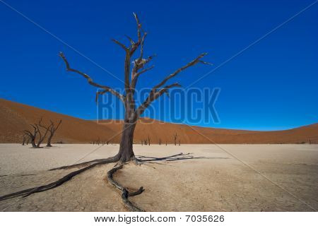 Dead Vlei