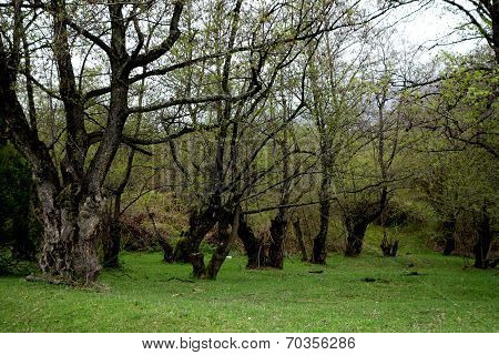 Old trees