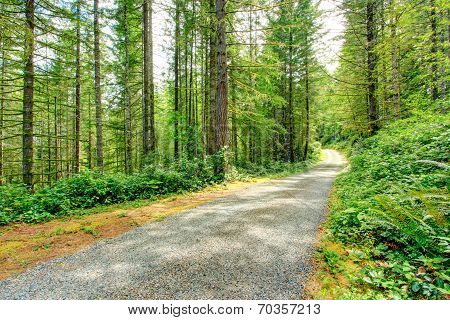Scenic Driveway In Green Forest. Washington State