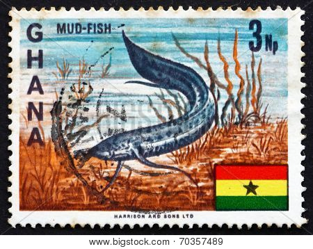 Postage Stamp Ghana 1967 West African Lungfish