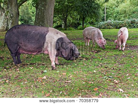 Pigs In The New Forest Woodland