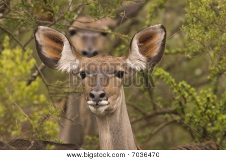Due kudu nel bush con quella posteriore fuori fuoco