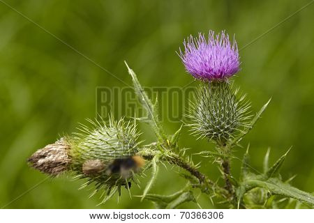 Flora - Mary Thistle