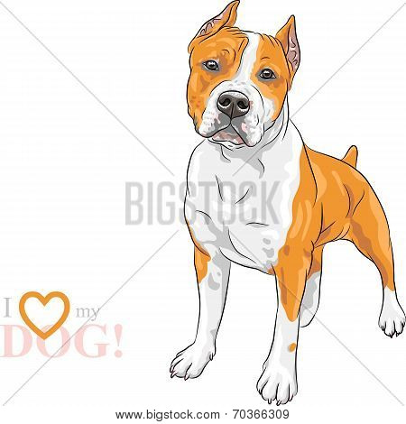 Vector Sketch Dog American Staffordshire Terrier Breed