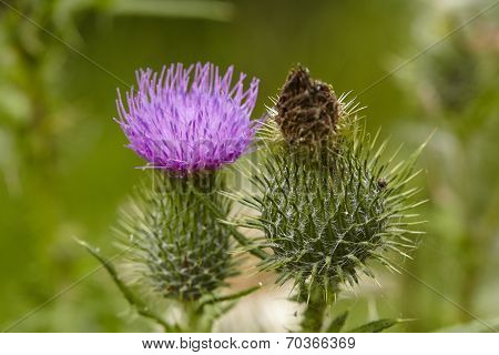 Flora - Mary Thistle