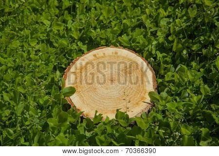 tree stump on the green grass, top view