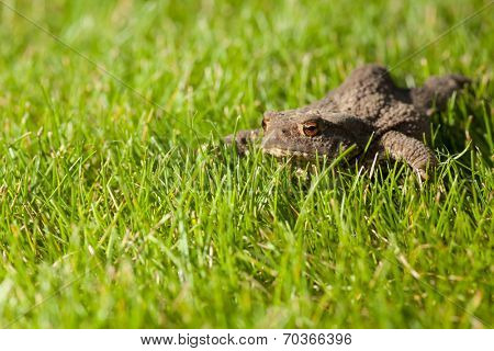 Gray frog sitting on green grass