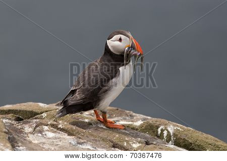 Puffin with Sand Eels