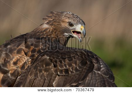 Red Buzzard