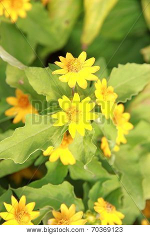 Yellow Flower Of Wedelia Or Wedelia Trilobata.