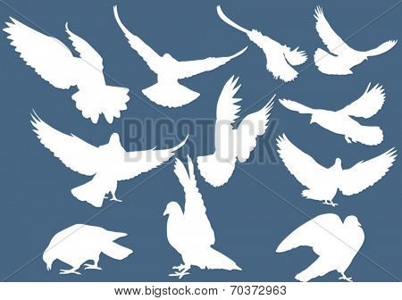 illustration with pigeon silhouettes isolated on blue background