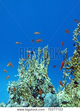 coral reef with great yellow fire coral and fishes at the bottom of tropical sea