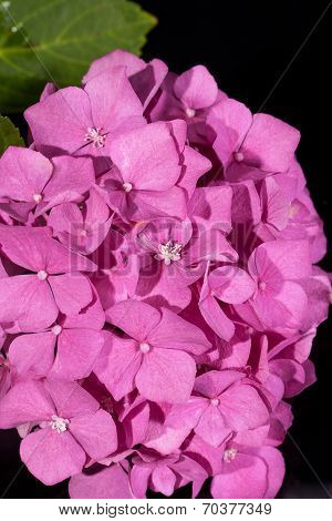 single pink hortensia on black background macro