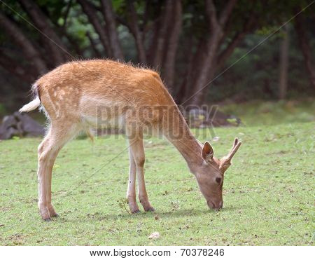 Deer  While Grazing The Grass Mountain Meadow