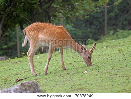 Fawn While Grazing The Grass Mountain Meadow