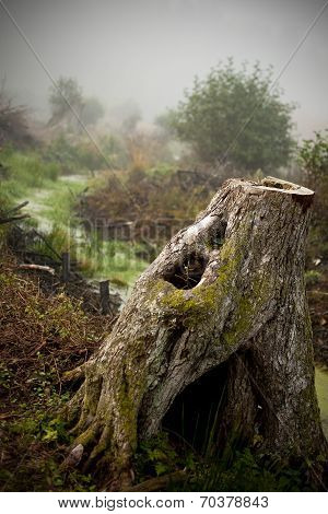 rotten trunk