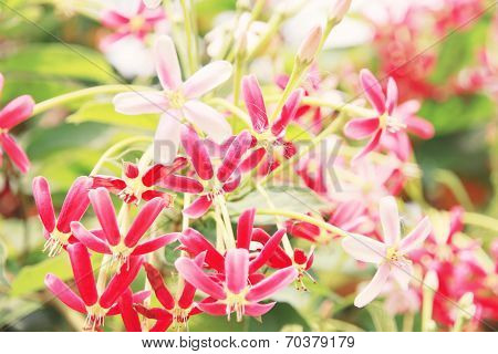Pink Drunen Sailor Or Rangoon Creeper Flower.