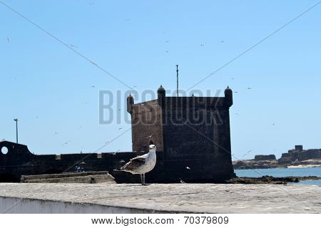 Seagull.