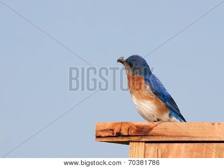 Eastern Bluebird With Insect