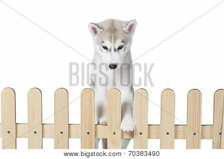 siberian husky inside palisade isolated on white background
