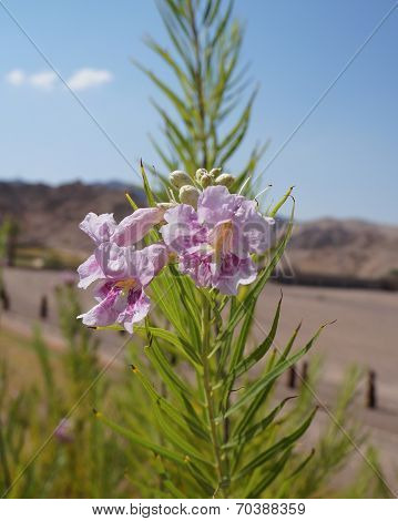 Desert willow (Chilopsis linearis)