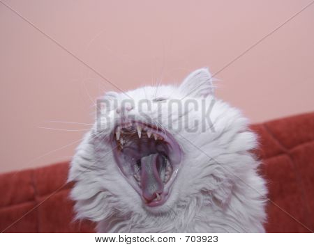 Weiße Katze auf rote Couch