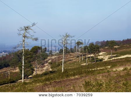 Ashdown Forest