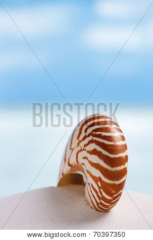 nautilus shell on white Florida beach sand under sun light, shallow dof