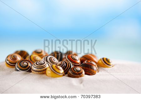 bright polymita shells on white beach sand under the sun light, shallow dof