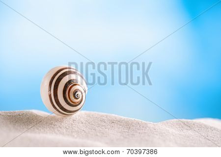 bright polymita shell on white beach sand under the sun light, shallow dof