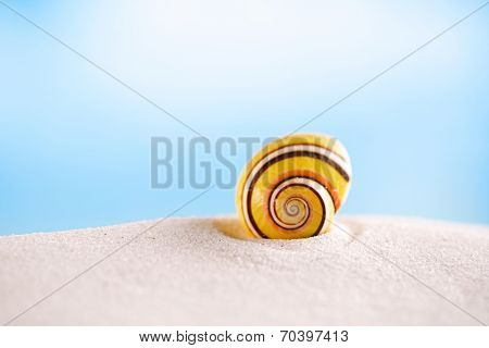 bright polymita shell on white beach sand under the sun light, shallow dof