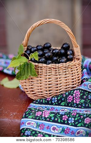 Fresh black currant in the basket