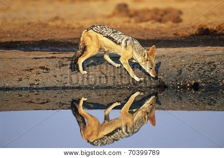 Black-backed Jackal (Canis Mesomelas) at waterhole