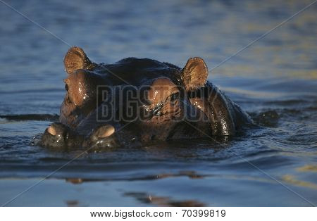 Hippopotamus (Hippopotamus Amphibius) bathing in waterhole