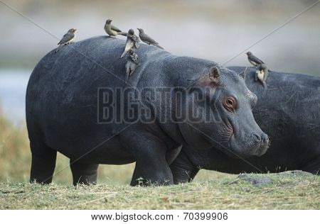 Hippopotamus (Hippopotamus Amphibius) with birds on back