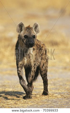 Spotted Hyena (Crocuta Cocuta) standing on savannah