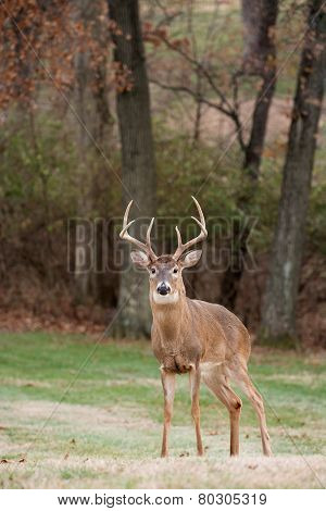 White-tailed Deer Buck