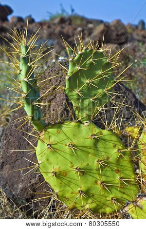 Detail Of Large Cactus