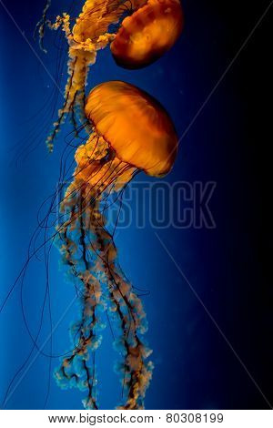 The Orange Pacific Sea Nettle Jellyfish