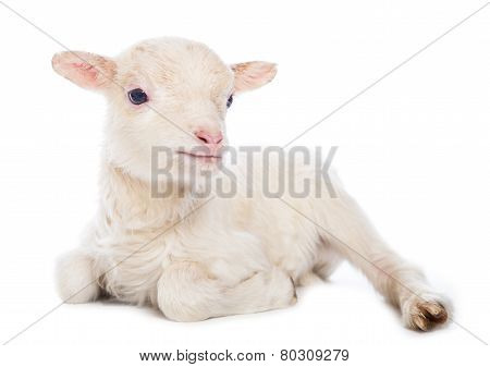 Lamb sitting