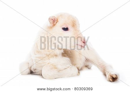 Lamb sitting