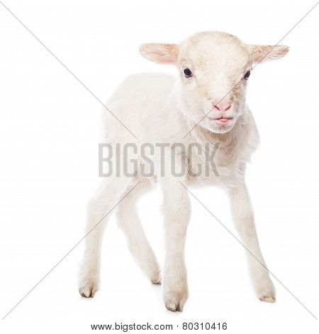 Lamb standing